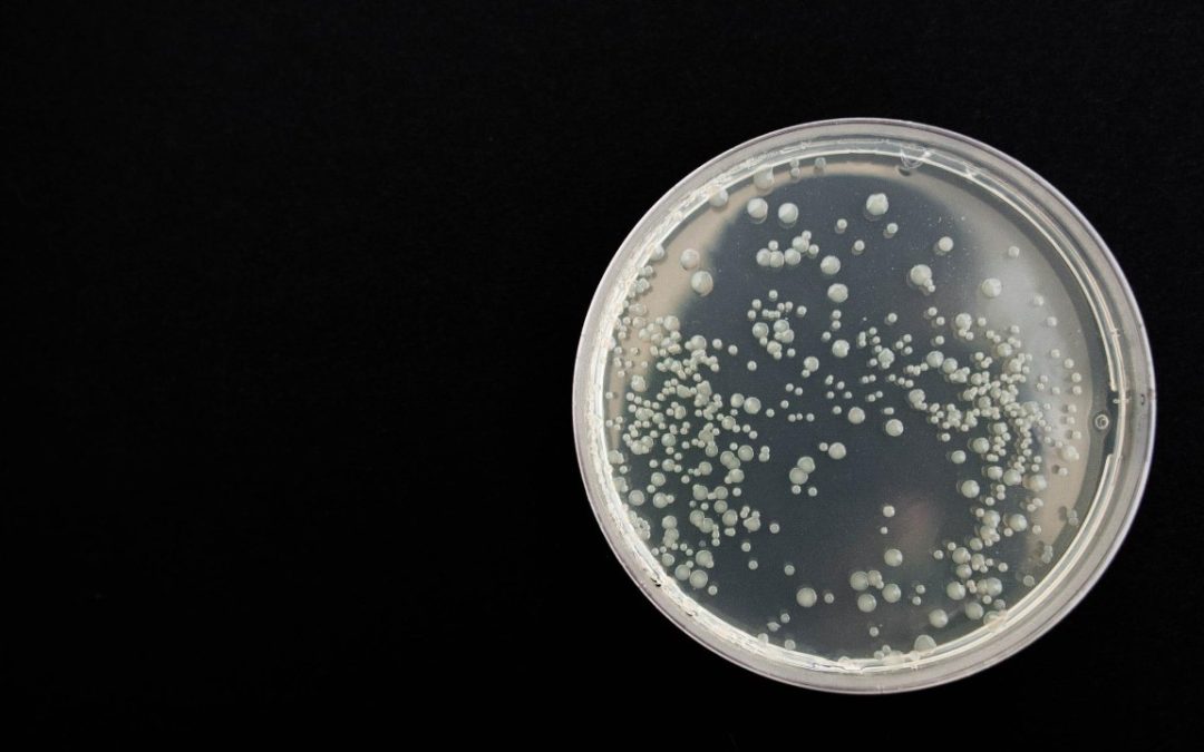 Ivóvizek minőségének bakteriológiai vizsgálata – 1