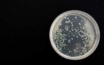 Ivóvizek minőségének bakteriológiai vizsgálata – 1